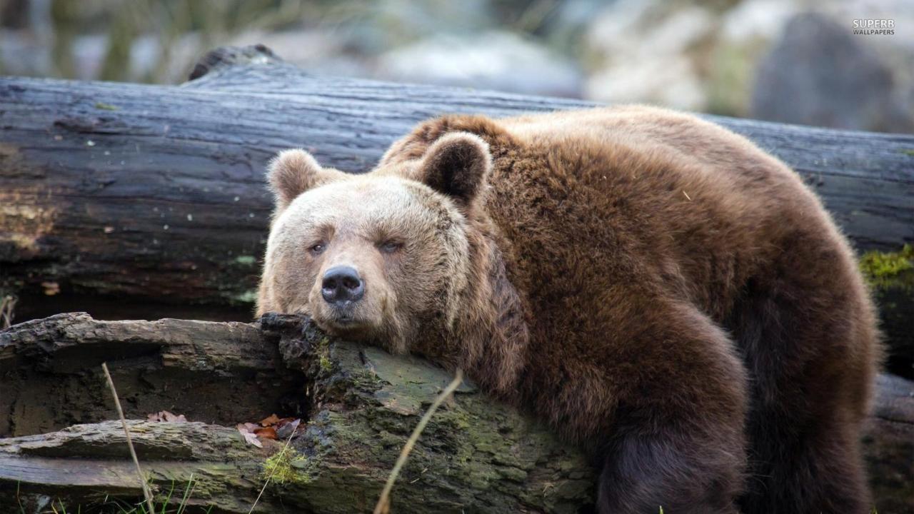 מלון יאזרצה Lazy Bear מראה חיצוני תמונה